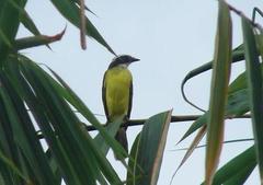 Rusty-margined Flycatcher